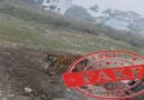 कराडमध्ये वाघाच्या अफवांमुळे खळबळ; AI-निर्मित बनावट व्हिडीओचा पर्दाफाश