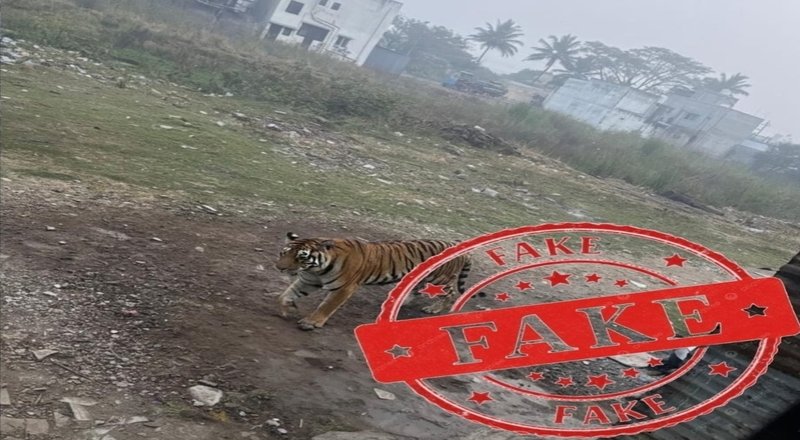 कराडमध्ये वाघाच्या अफवांमुळे खळबळ; AI-निर्मित बनावट व्हिडीओचा पर्दाफाश