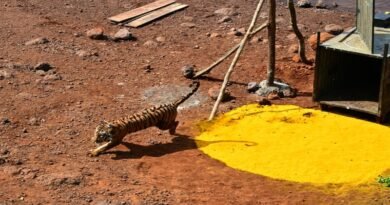 सह्याद्री व्याघ्र प्रकल्पात तिसरी वाघीण निसर्ग मुक्त   कोयना अभयारण्यात वाढणार वाघांची संख्या; पर्यटन व जैवविविधतेला चालना