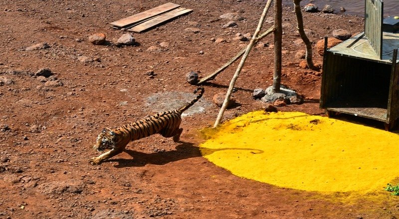 सह्याद्री व्याघ्र प्रकल्पात तिसरी वाघीण निसर्ग मुक्त   कोयना अभयारण्यात वाढणार वाघांची संख्या; पर्यटन व जैवविविधतेला चालना