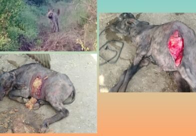 पशुधनावर तरसाचा हल्ला…एका पशुधनाचा मृत्यू तर एक गंभीर जख्मी.. पशुधनावर तरसाचा हल्ला…एका पशुधनाचा मृत्यू तर एक गंभीर जख्मी..