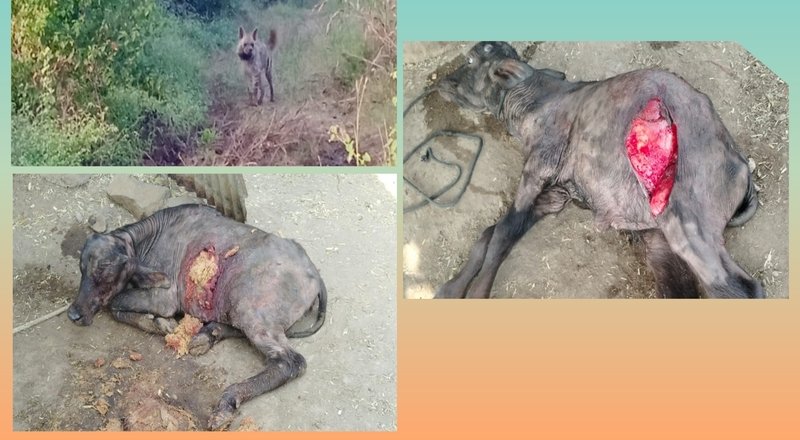 पशुधनावर तरसाचा हल्ला…एका पशुधनाचा मृत्यू तर एक गंभीर जख्मी.. पशुधनावर तरसाचा हल्ला…एका पशुधनाचा मृत्यू तर एक गंभीर जख्मी..