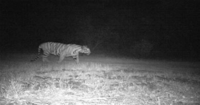 सह्याद्री व्याघ्र प्रकल्प मध्ये नव्या नर वाघाची नोंद; एकूण संख्या झाली सात सह्याद्री व्याघ्र प्रकल्प मध्ये नव्या नर वाघाची नोंद; एकूण संख्या झाली सात