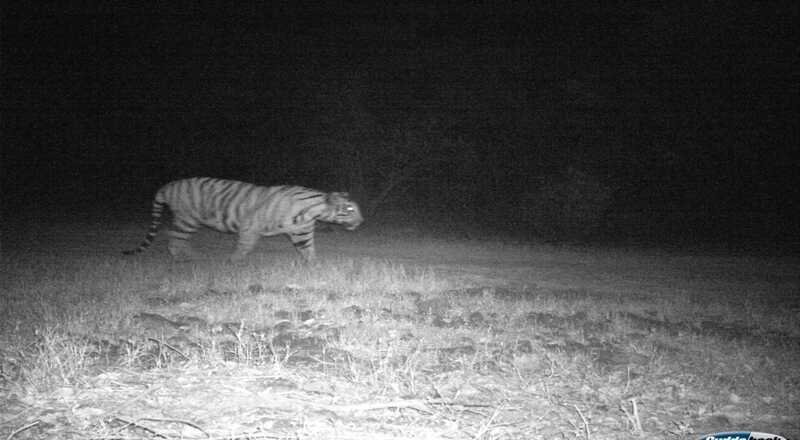 सह्याद्री व्याघ्र प्रकल्प मध्ये नव्या नर वाघाची नोंद; एकूण संख्या झाली सात सह्याद्री व्याघ्र प्रकल्प मध्ये नव्या नर वाघाची नोंद; एकूण संख्या झाली सात