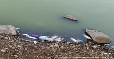 पंढरपूरमध्ये धक्कादायक घटना! यमाई-तुकाई तलावात विषबाधेची शक्यता; मासे मृत, नागरिकांमध्ये भीती