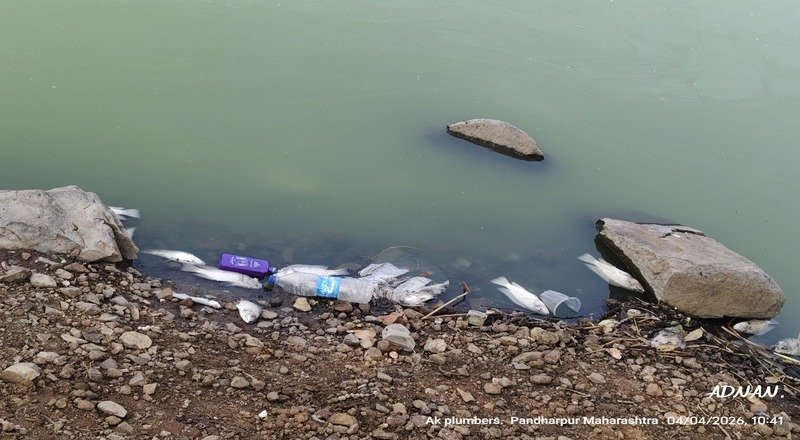 पंढरपूरमध्ये धक्कादायक घटना! यमाई-तुकाई तलावात विषबाधेची शक्यता; मासे मृत, नागरिकांमध्ये भीती