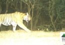 राधानगरी अभयारण्यात दोन नर वाघांची नोंद; सह्याद्रीत वाघसंख्या वाढीचे संकेत